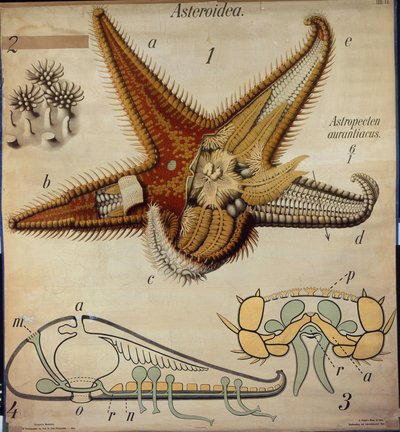 Astropecten, No. 11, Carta zoologica di Pfurtscheller da Paul Pfurtscheller